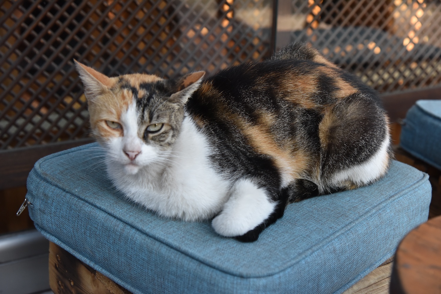 Istanbul Cat